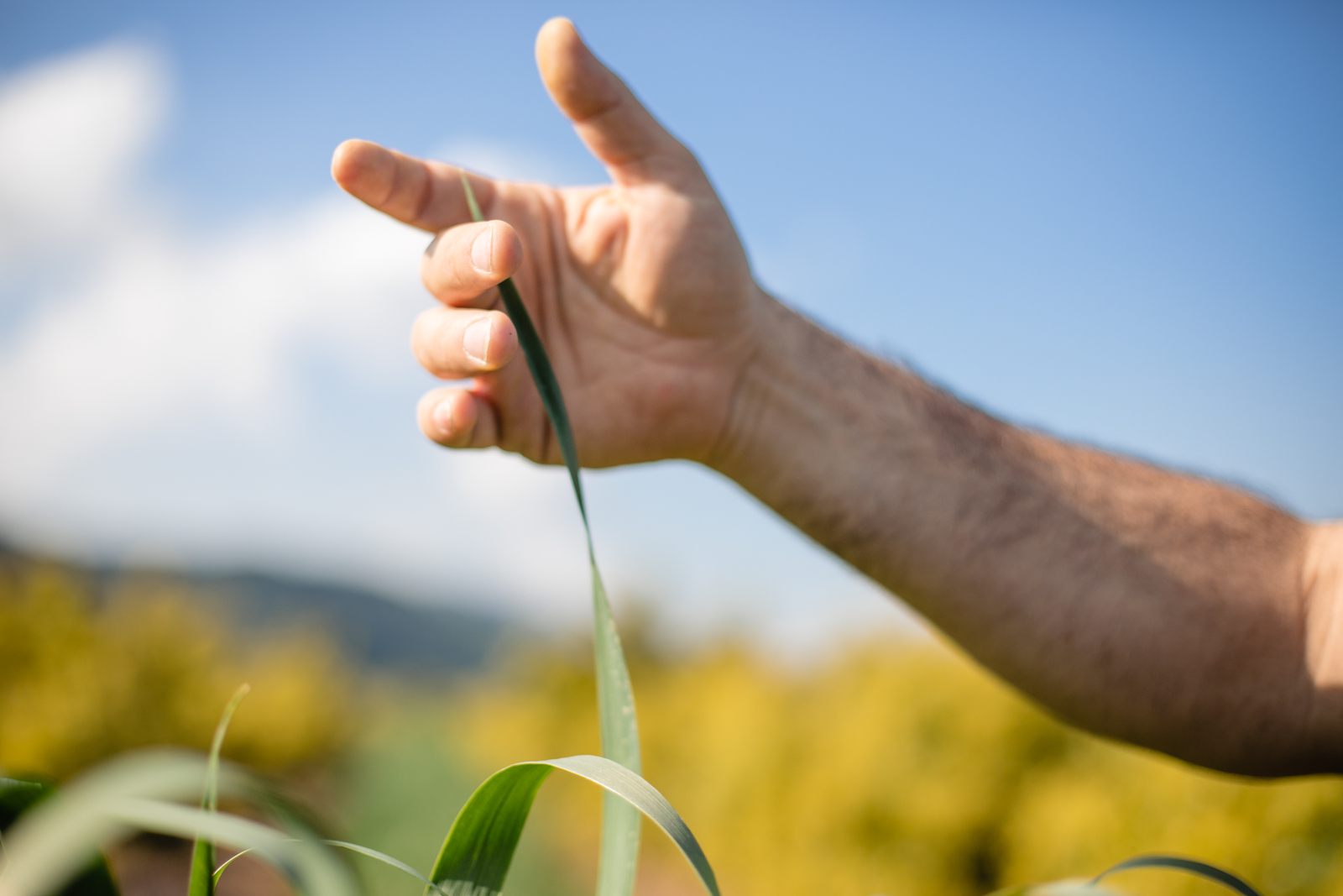 מדיניות האיכות