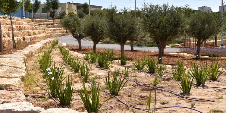 פתרונות חכמים לגינון הפרטי והציבורי