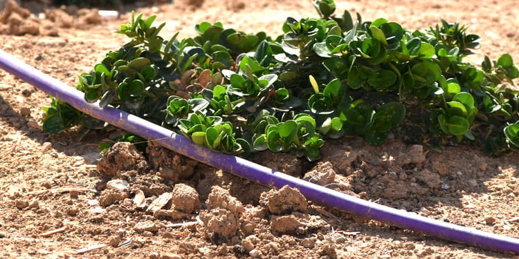 בוחרים בטפטפת הנכונה ומבטיחים דיוק מושלם בהשקיה