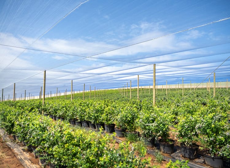 Blueberries under netting722