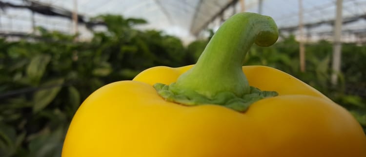 Greenhouse Yellow sweet pepper - Israel1440
