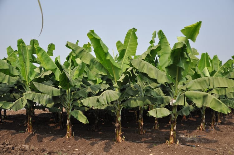 Banana Field