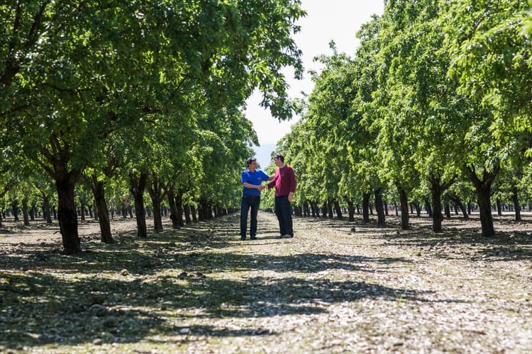 Israel almonds 7