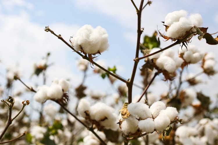Cotton field