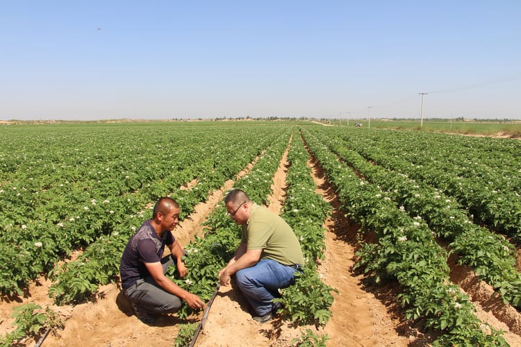 China, Inner Mongolia, potato project