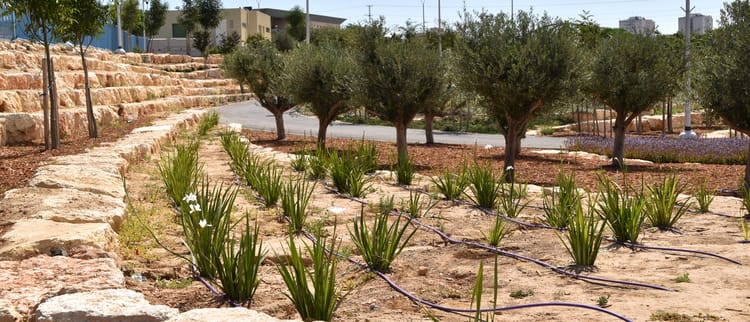 פתרונות חכמים לגינון הפרטי והציבורי