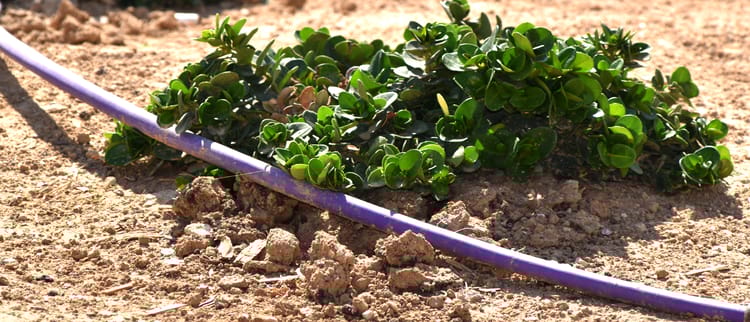 בוחרים בטפטפת הנכונה ומבטיחים דיוק מושלם בהשקיה