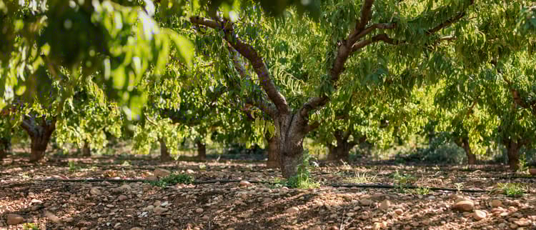 פתרונות השקיה מדויקים למטעים  