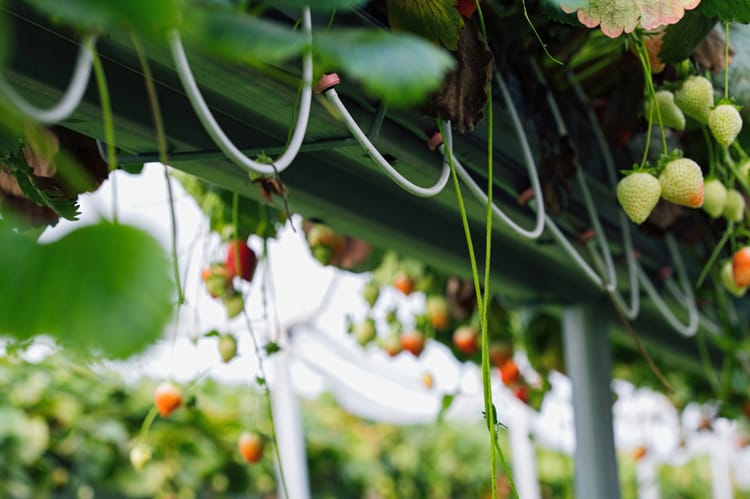 Greenhouse irrigation strawberries