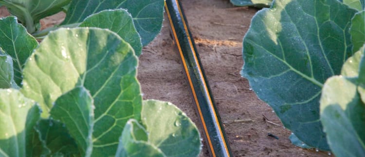 טפטפות ושלוחות טפטוף