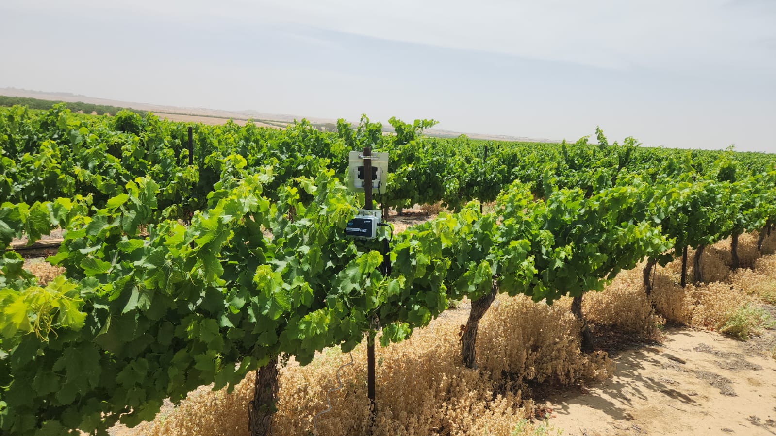 הובלת החקלאות המתחדשת בישראל: