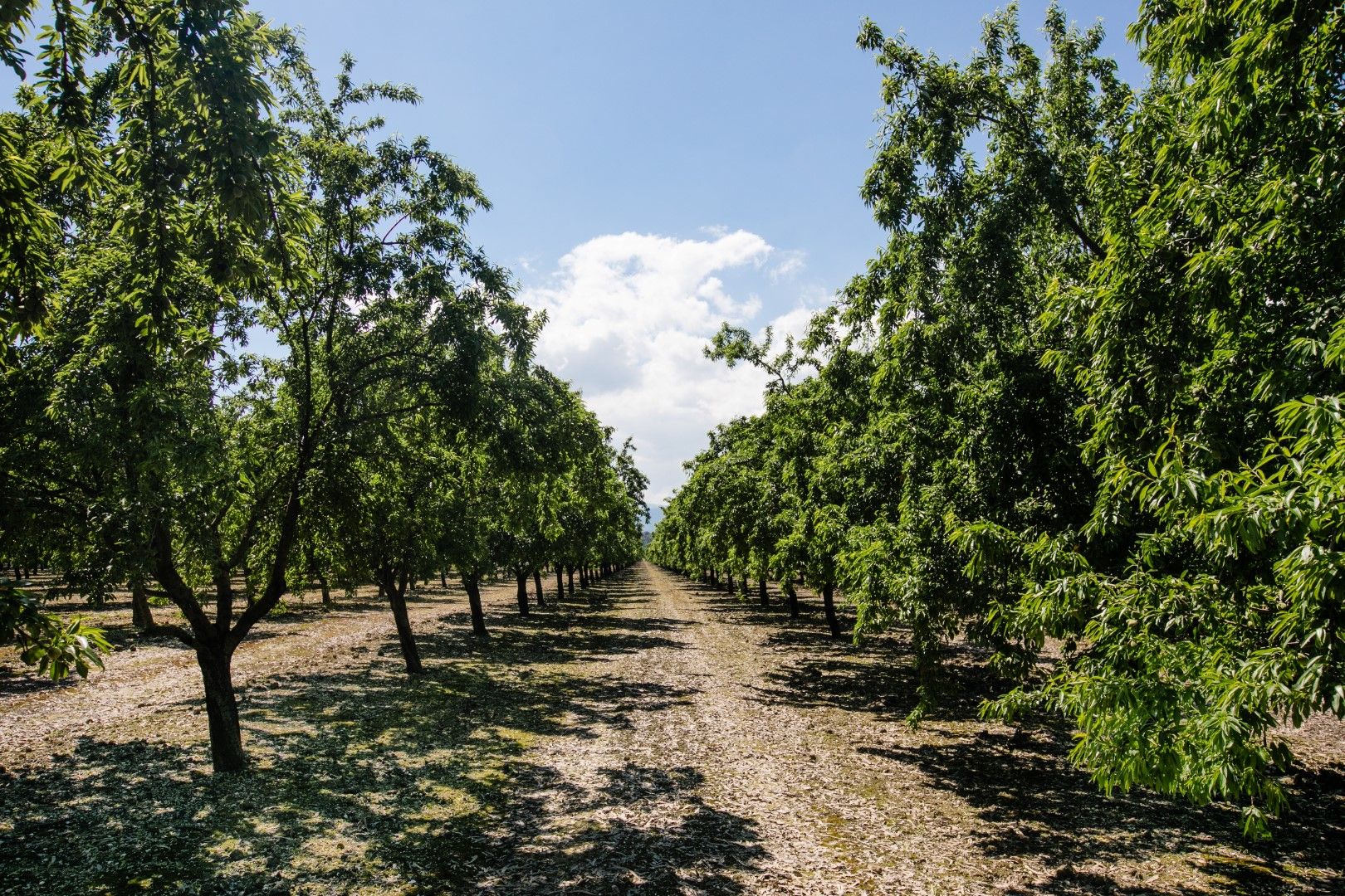 Netafim offers Carbon Credit Program to farmers
