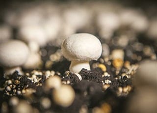 Mushroom